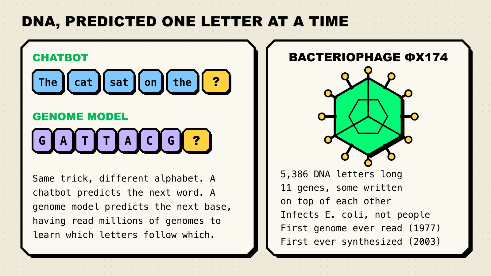 Diagram: a chatbot predicting the next word next to a genome model predicting the next DNA base, beside a labelled illustration of bacteriophage ΦX174 with its key statistics.
